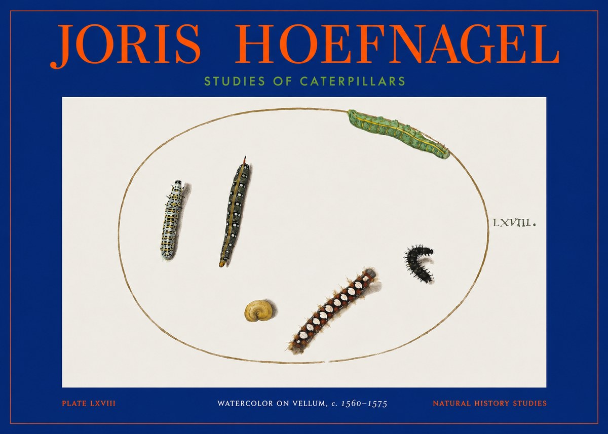 Joris Hoefnagel Studies of Caterpillars No2 - Plakat