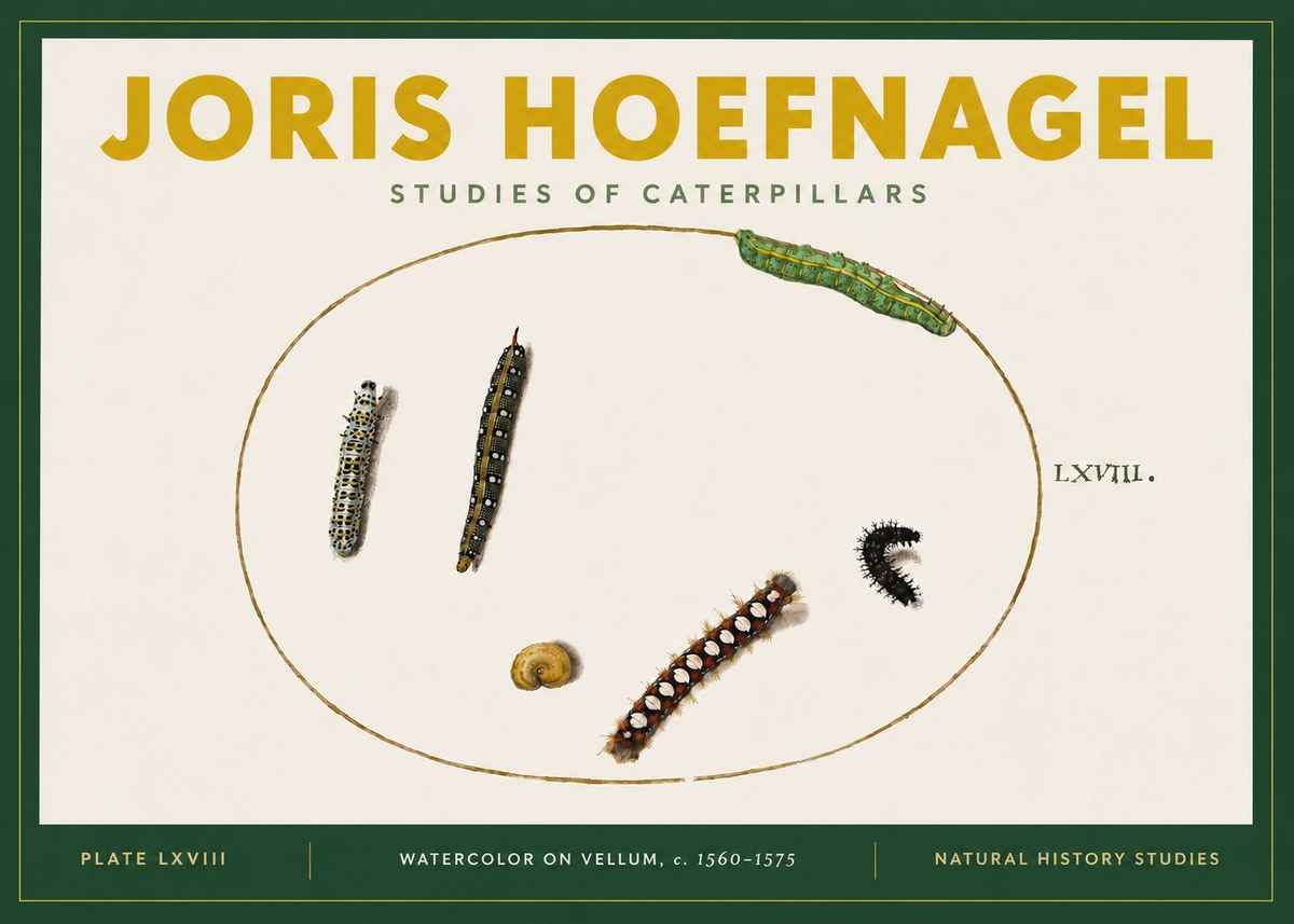 Joris Hoefnagel Studies of Caterpillars No4 - Plakat
