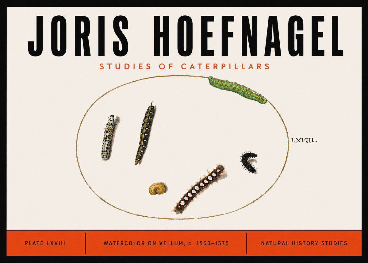 Joris Hoefnagel Studies of Caterpillars No6 - Plakat
