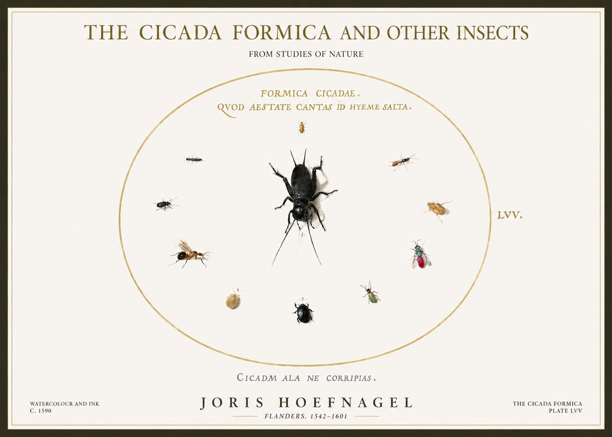 Joris Hoefnagel Formica Cicadae No5 - Plakat