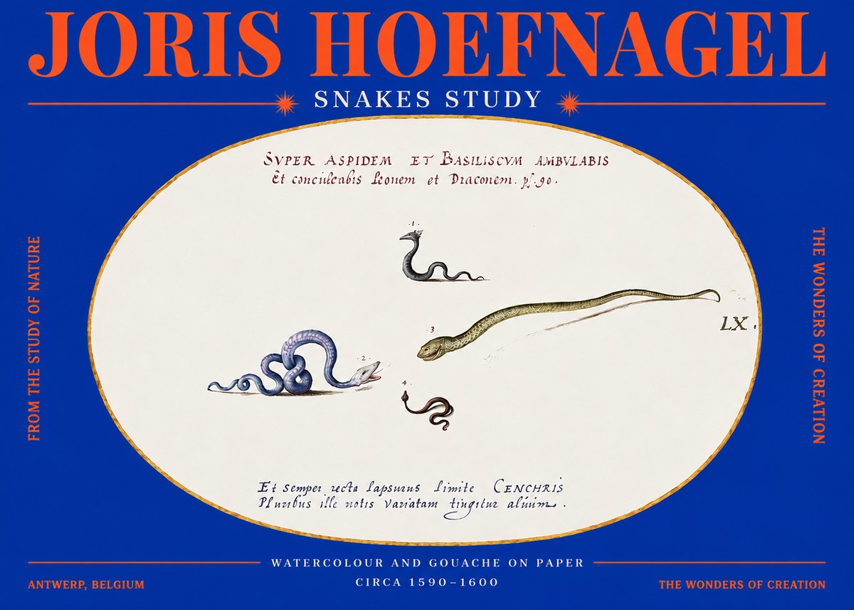 Joris Hoefnagel Studies of Serpents No4 - Plakat