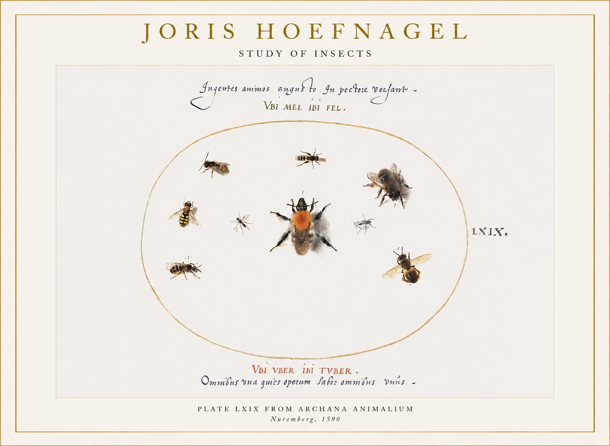 Joris Hoefnagel Insects Study II No6 - Plakat