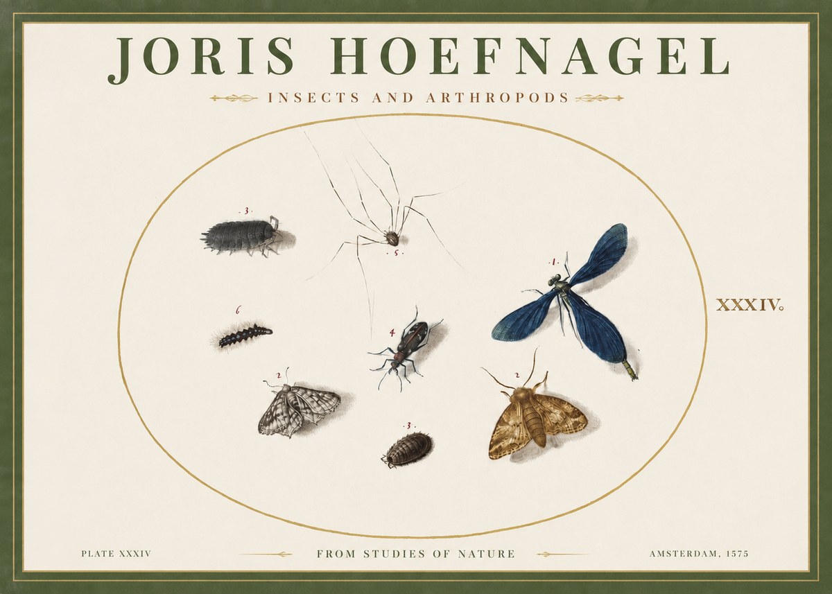 Joris Hoefnagel Insects and Arthropods No2 - Plakat