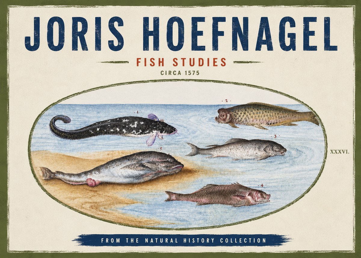 Joris Hoefnagel Fish Studies No4 - Plakat