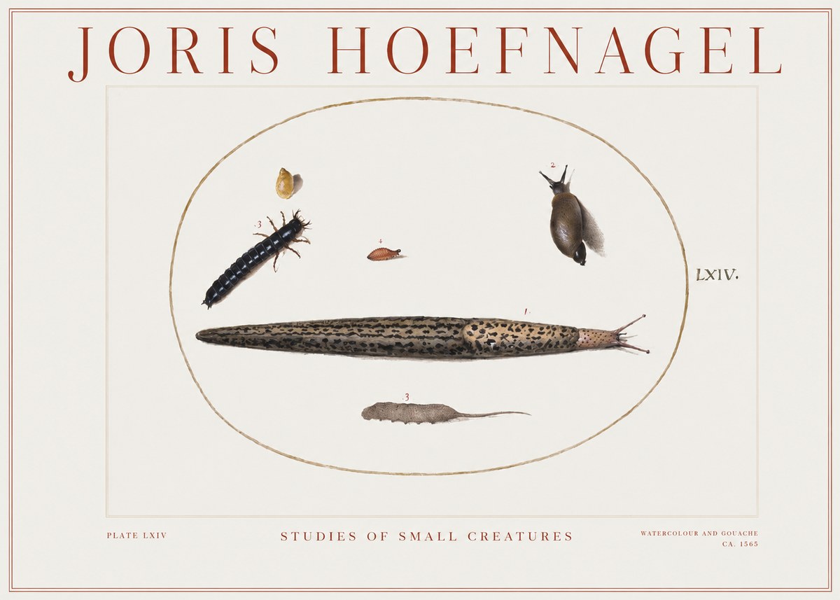 Joris Hoefnagel Plate Lxiv No2 - Plakat
