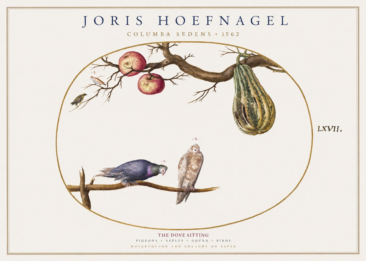 Joris Hoefnagel Pigeons Sitting. No2 - Plakat