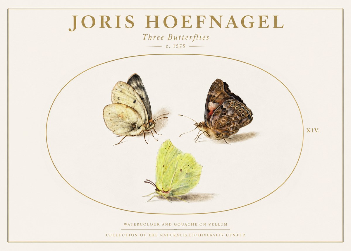 Joris Hoefnagel Three Butterflies II No1 - Plakat