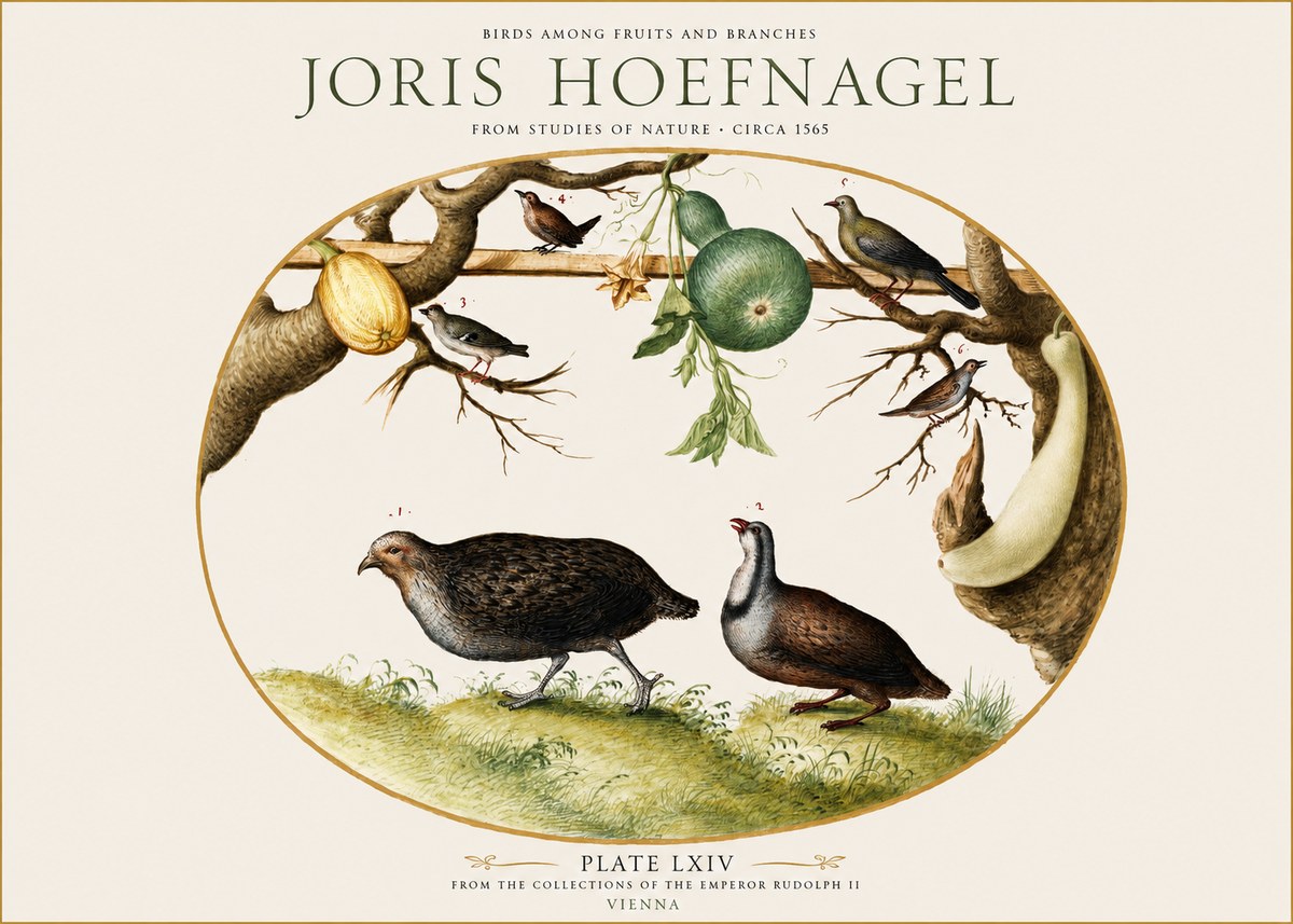 Joris Hoefnagel Birds Among Fruits and Branches No1 - Plakat