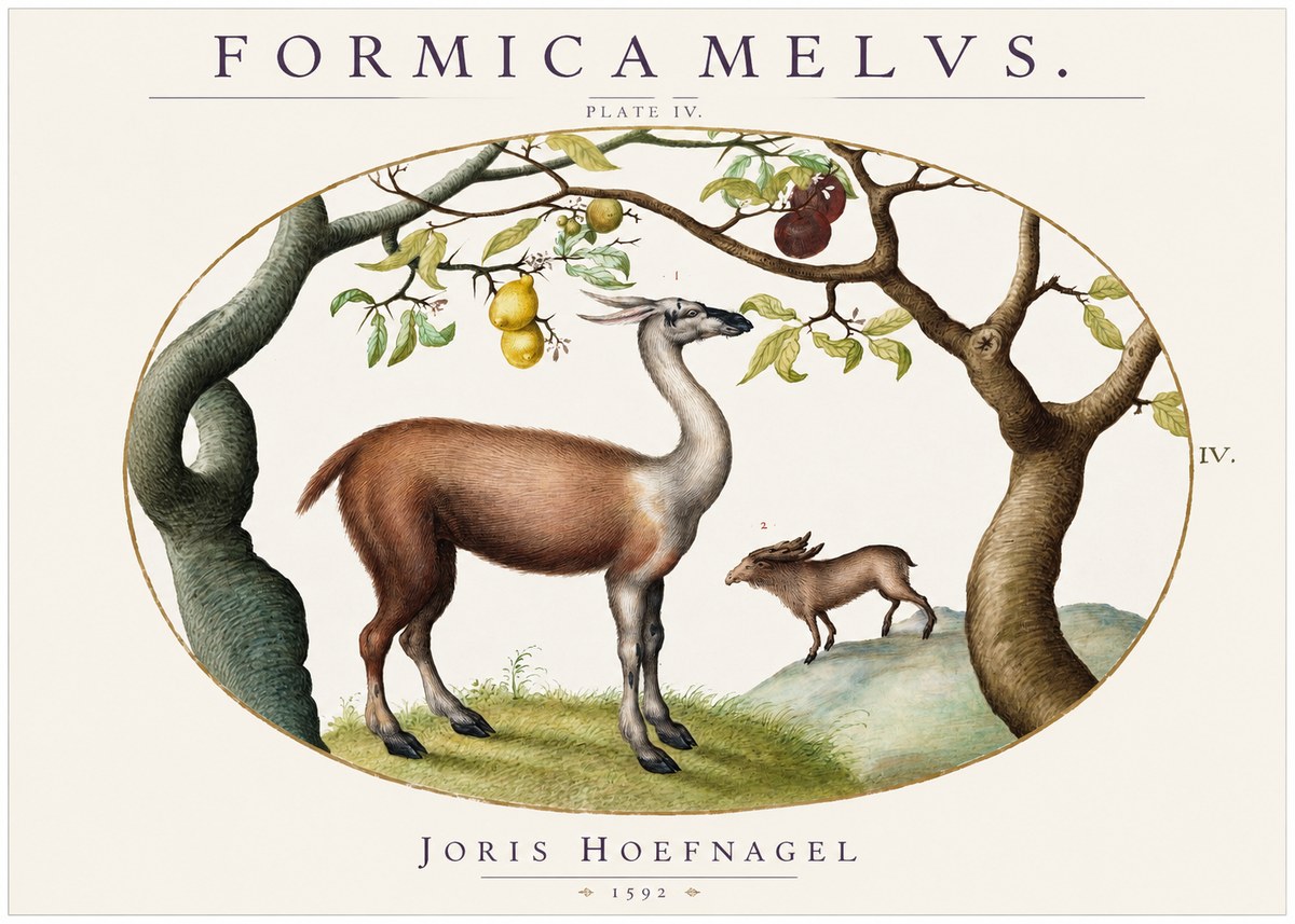 Joris Hoefnagel Formicamelus. No2 - Plakat