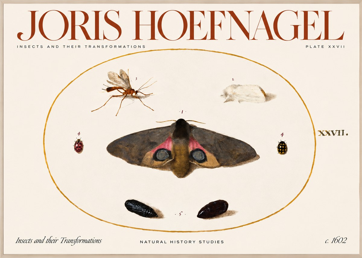 Joris Hoefnagel Insects and Their Transformations - Plate Xxvii No2 - Plakat