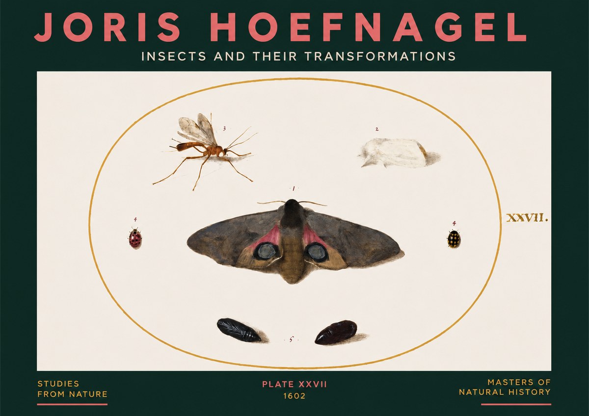 Joris Hoefnagel Insects and Their Transformations - Plate Xxvii No3 - Plakat