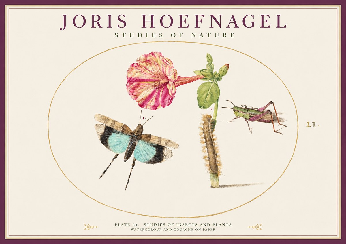 Joris Hoefnagel Plate L1. Studies of Insects and Plants No1 - Plakat