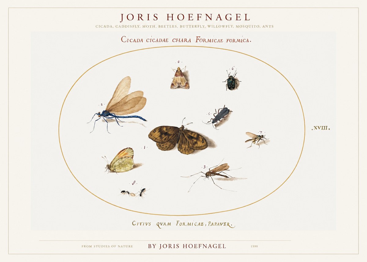 Joris Hoefnagel Cicada Cicadae Chara Formicae Formica. No1 - Plakat
