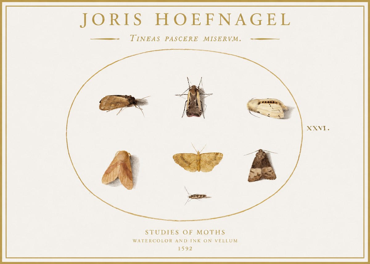 Joris Hoefnagel Studies of Moths II No1 - Plakat