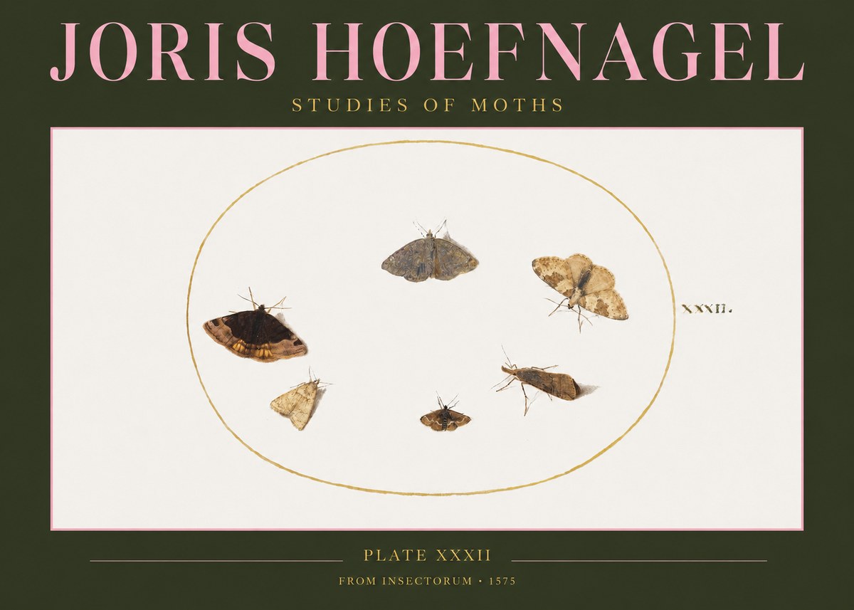 Joris Hoefnagel Studies of Moths III No2 - Plakat
