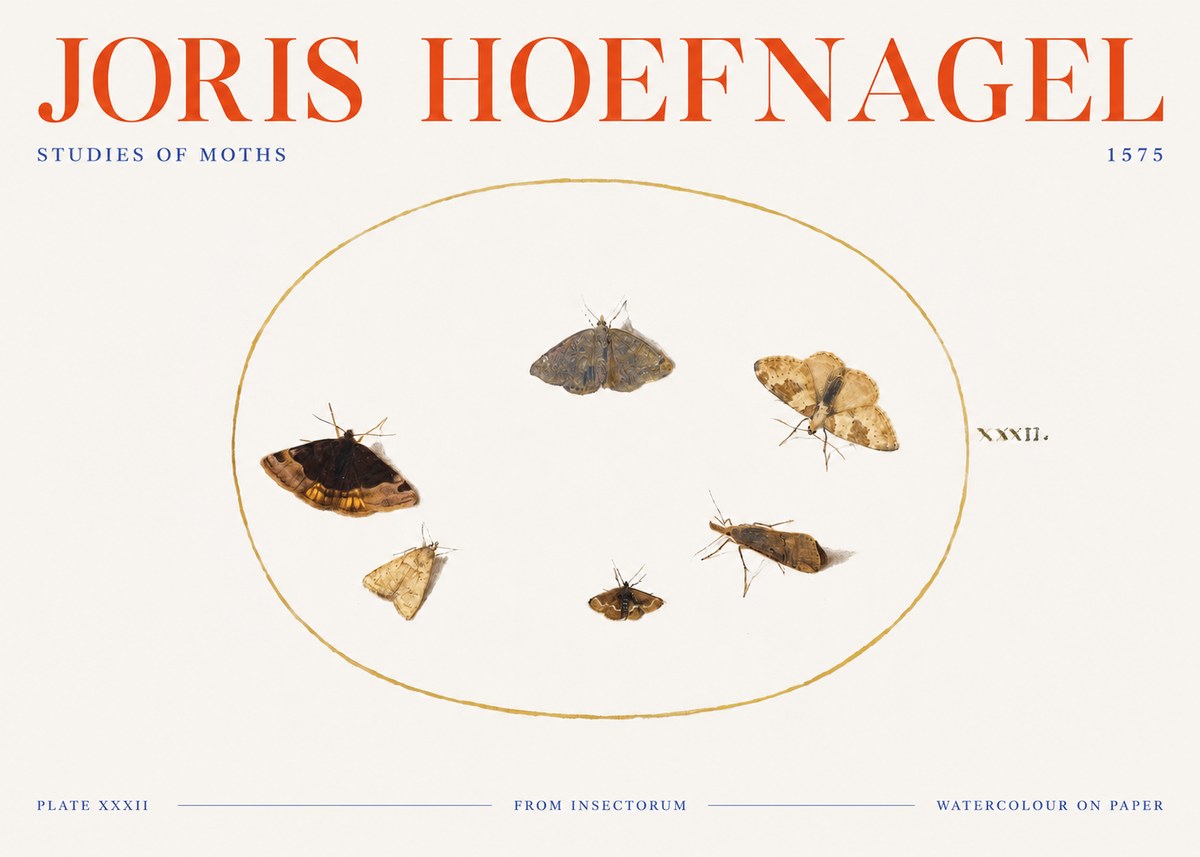 Joris Hoefnagel Studies of Moths III No3 - Plakat