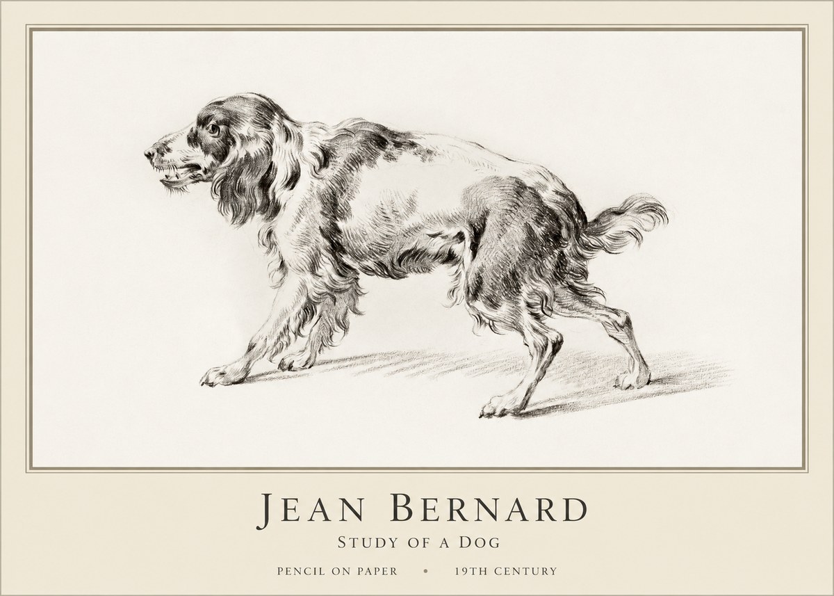 Jean Bernard Study of a Dog V No1 - Plakat