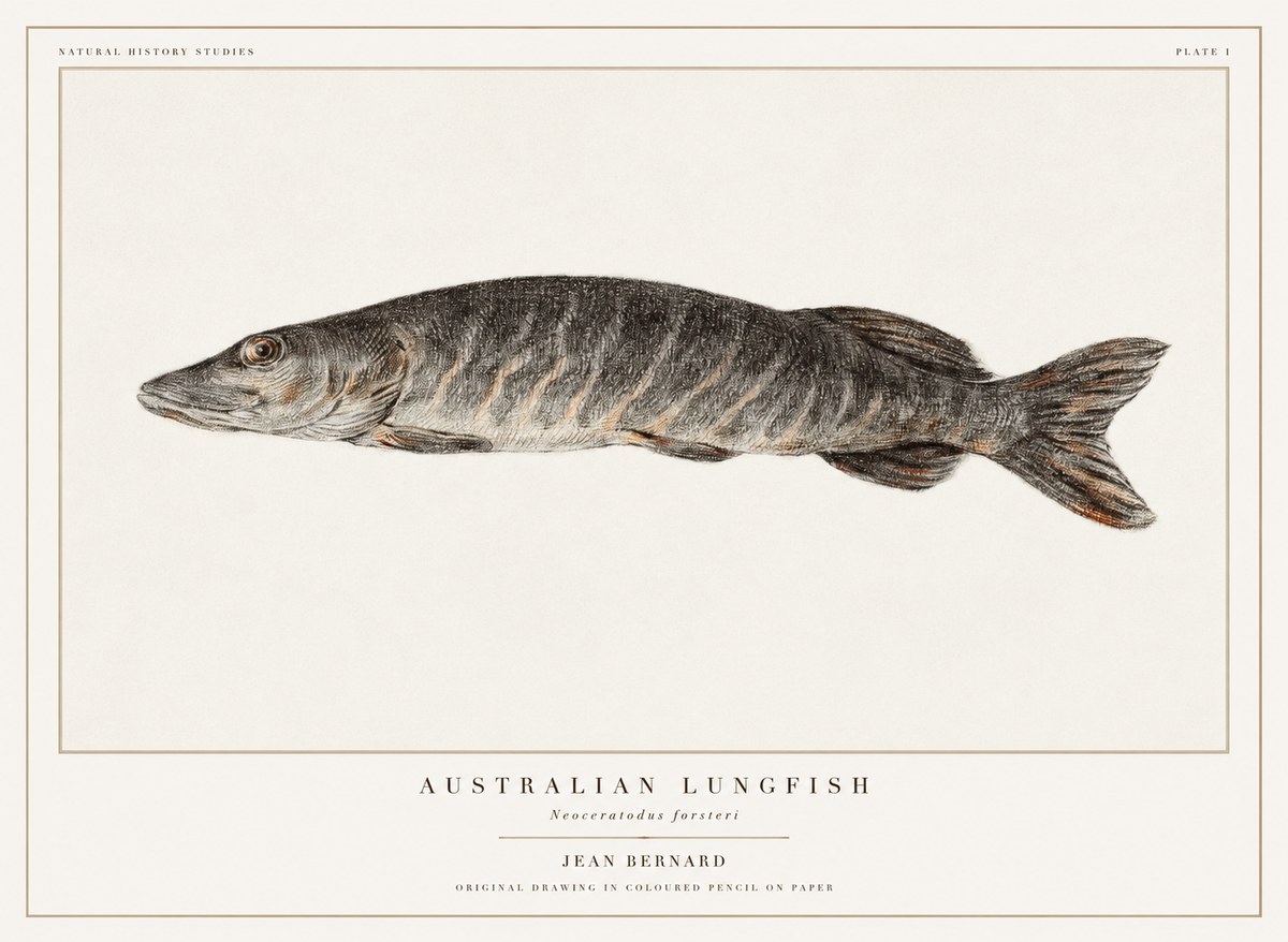 Jean Bernard Australian Lungfish No1 - Plakat