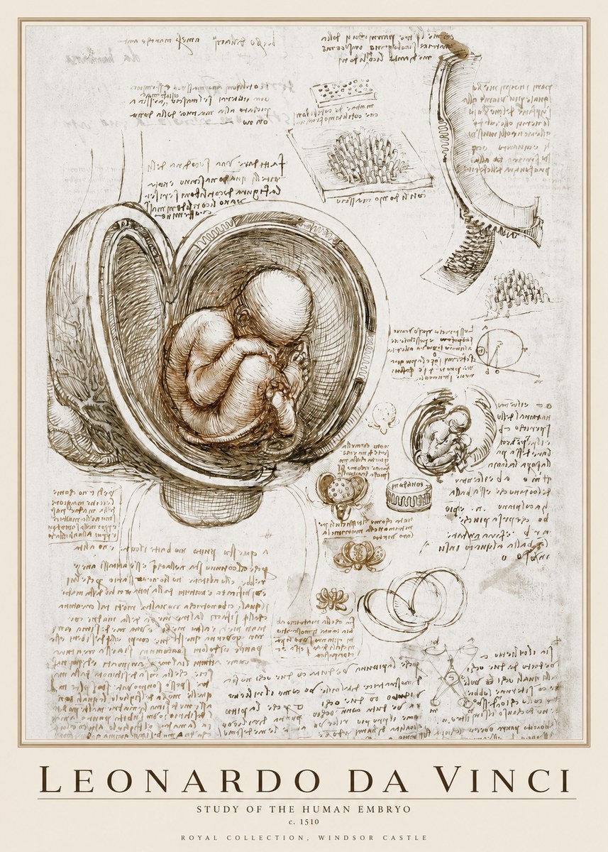 Leonardo da Vinci Studies of the Fetus in the Womb No4 - Plakat