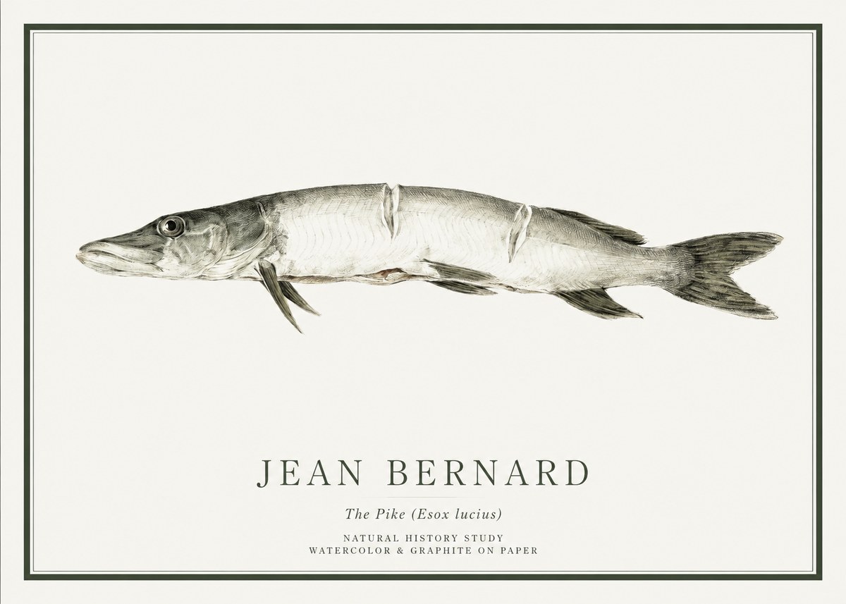 Jean Bernard Study of a Fish II No6 - Plakat