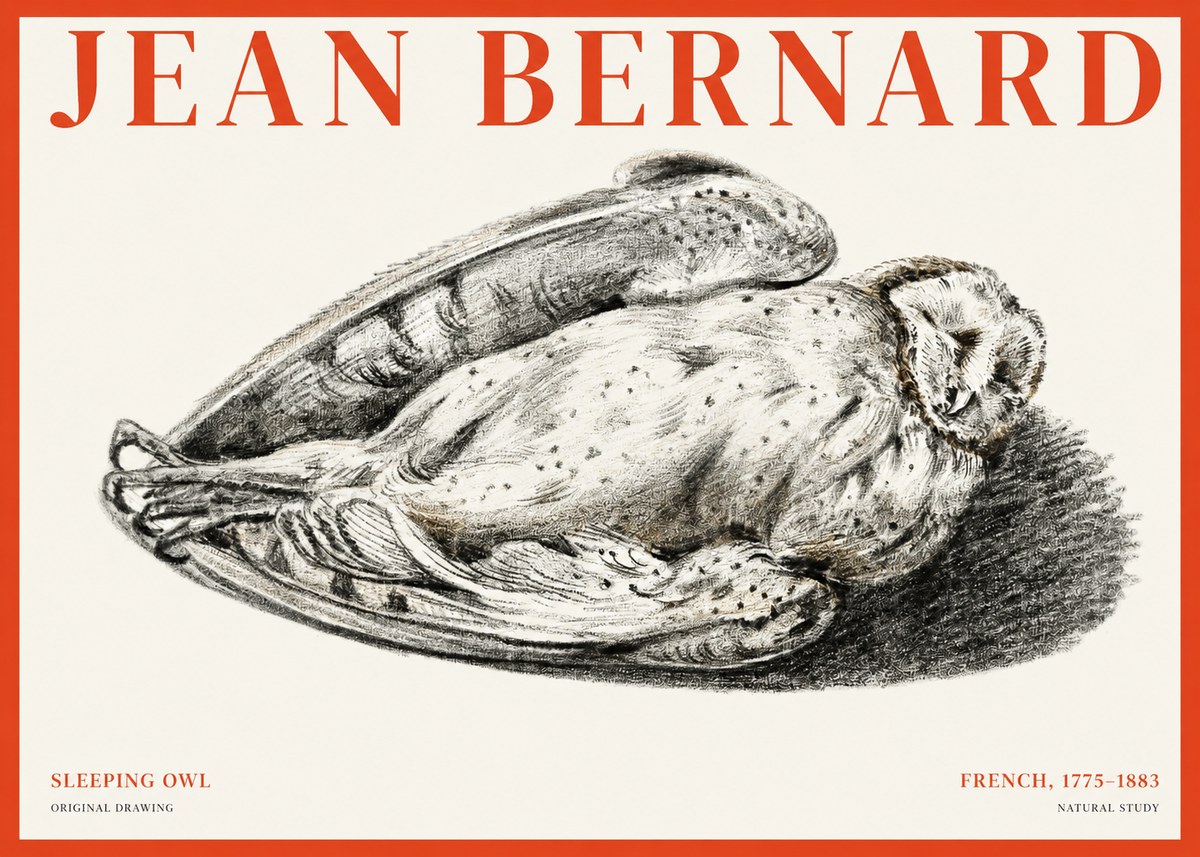 Jean Bernard Sleeping Owl No1 - Plakat