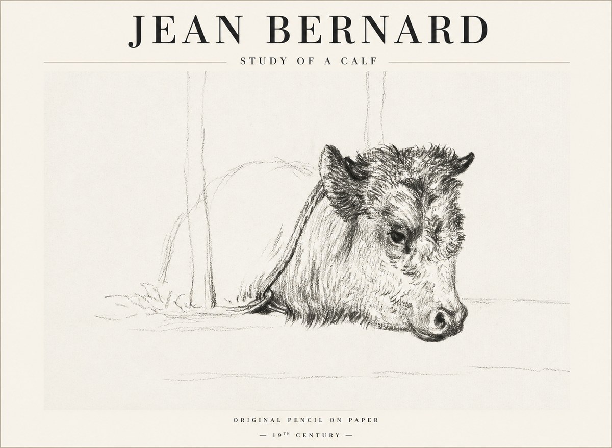 Jean Bernard Study of a Calf I No1 - Plakat