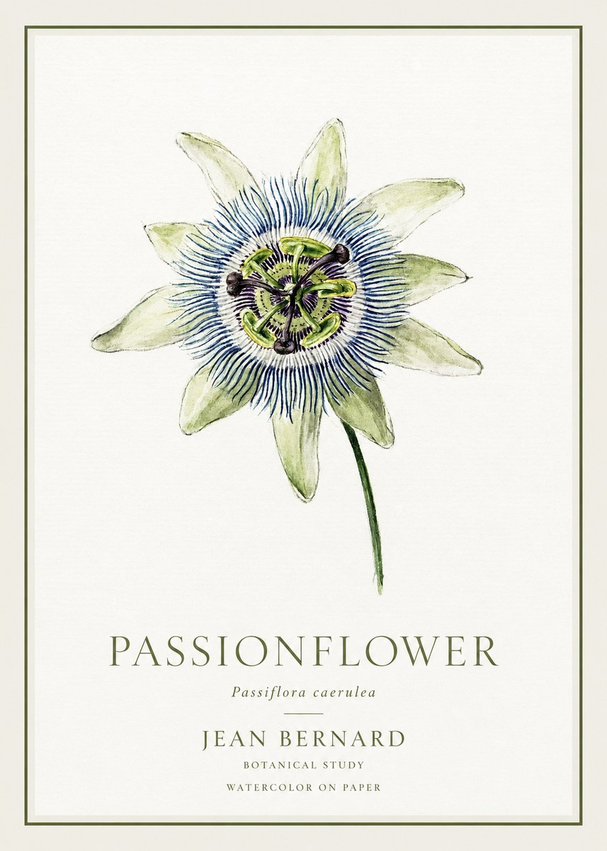 Jean Bernard Passionflower No1 - Plakat
