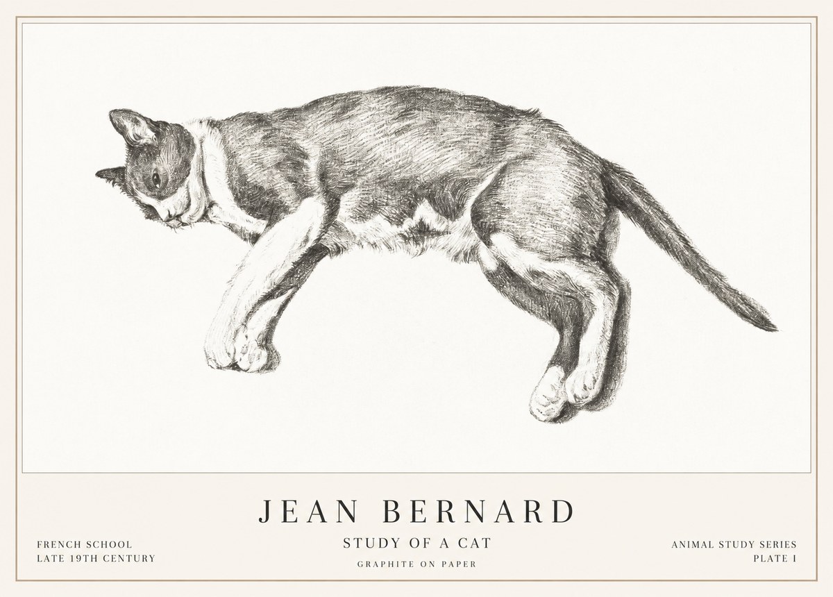 Jean Bernard Cat Study VII No3 - Plakat