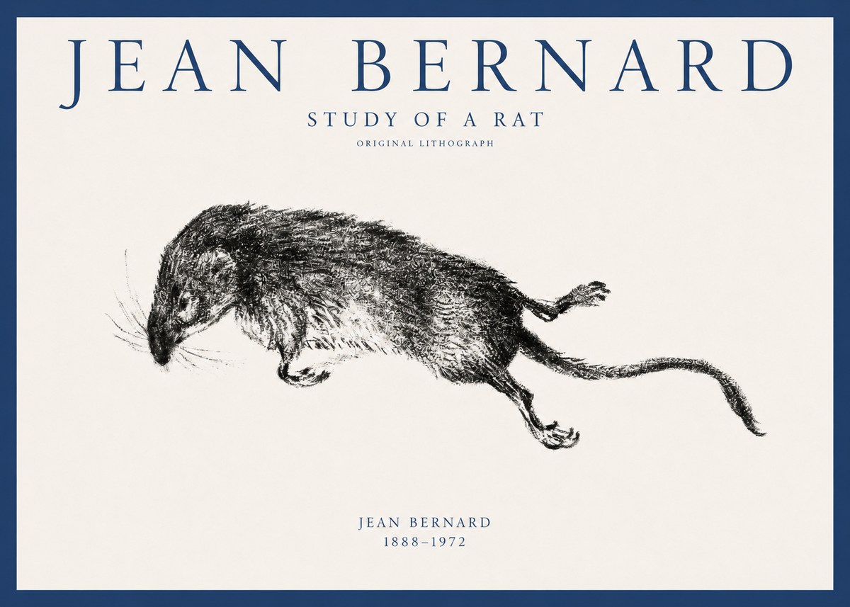 Jean Bernard Study of a Rat II No1 - Plakat