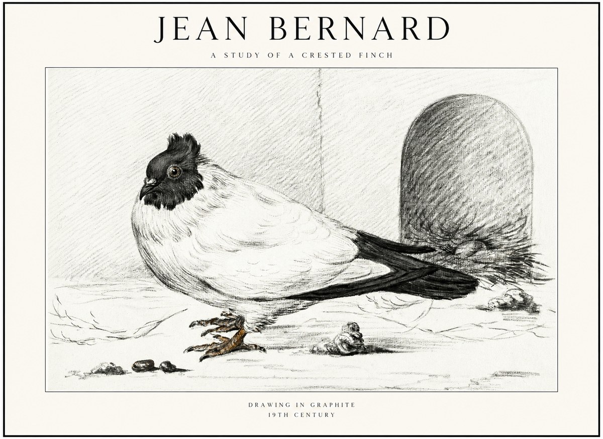 Jean Bernard A Study of a Crested Finch No1 - Plakat