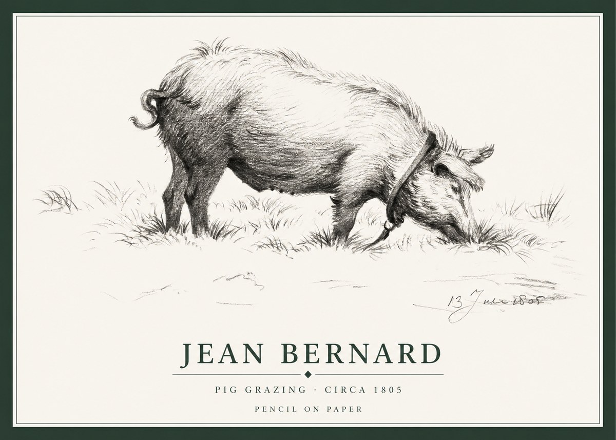 Jean Bernard Pig Grazing No1 - Plakat