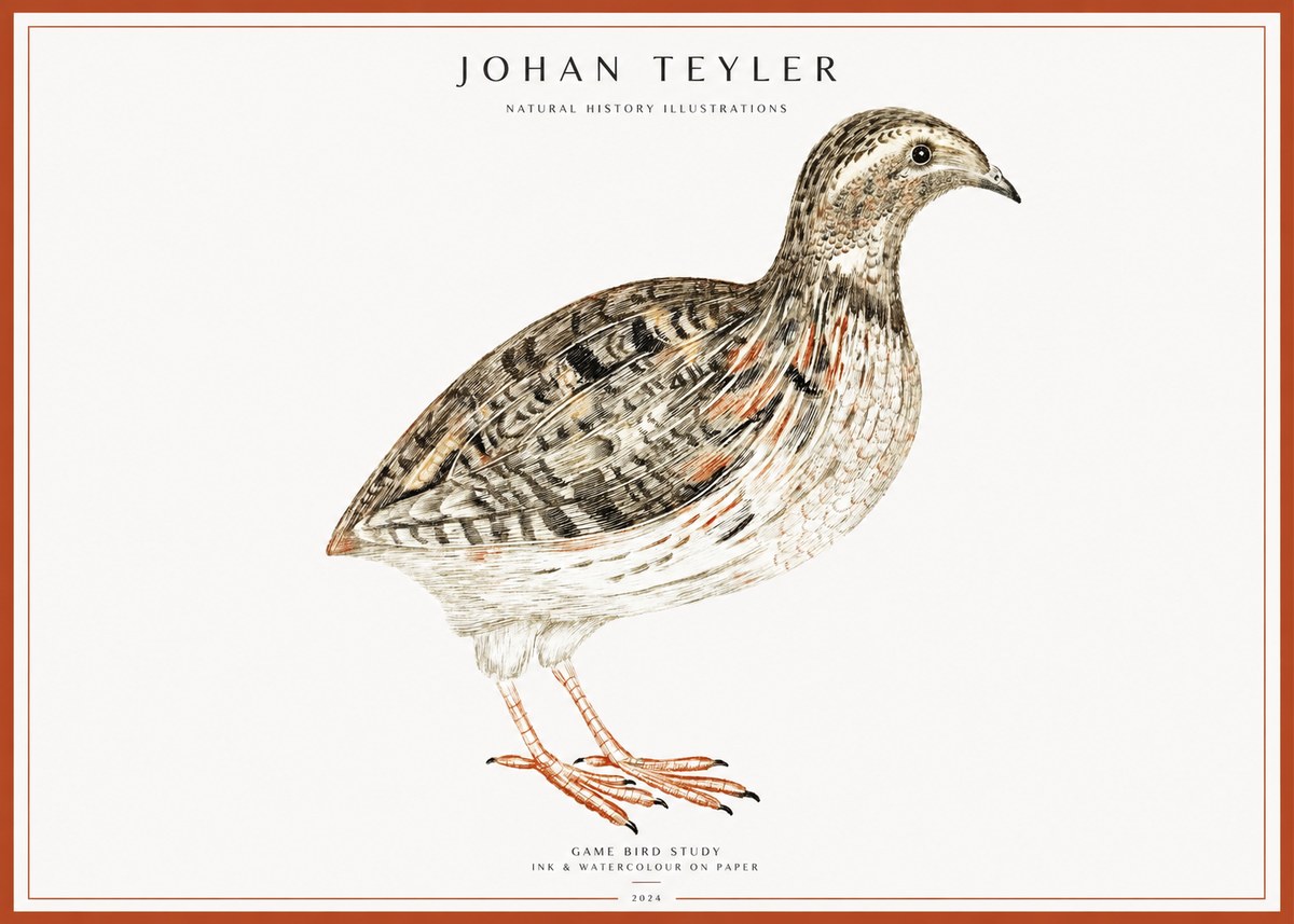 Johan Teyler Game Bird Study No1 - Plakat