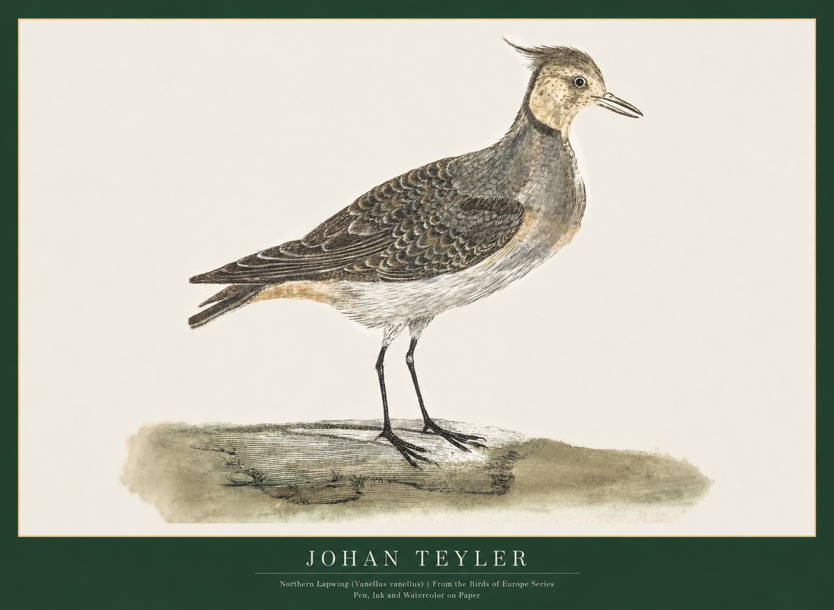 Johan Teyler Northern Lapwing (Vanellus Vanellus) No1 - Plakat
