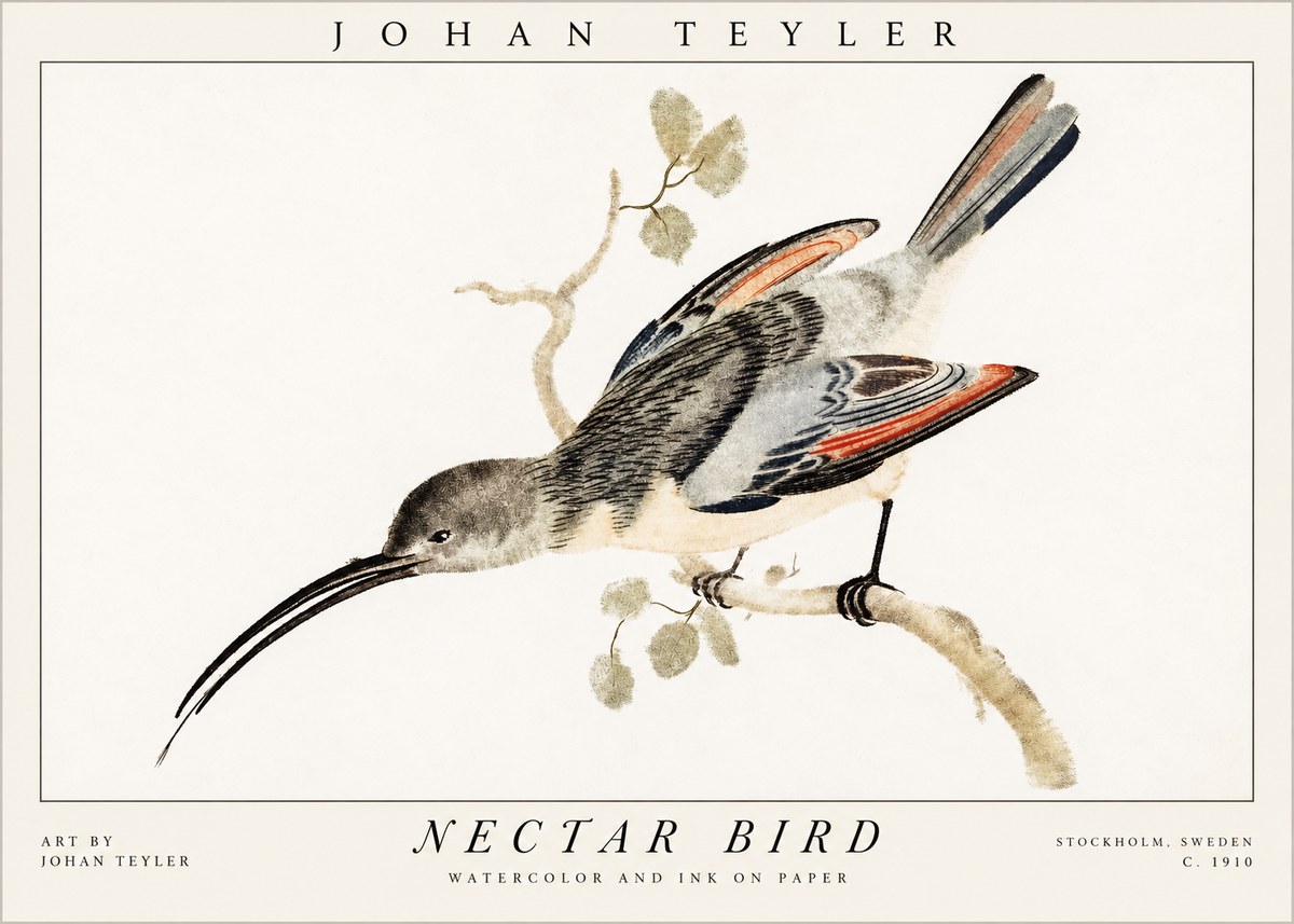 Johan Teyler Nectar Bird No1 - Plakat