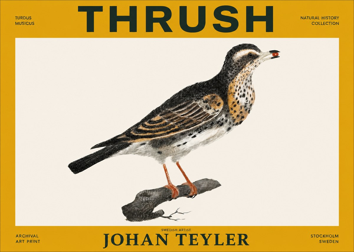 Johan Teyler Thrush No3 - Plakat