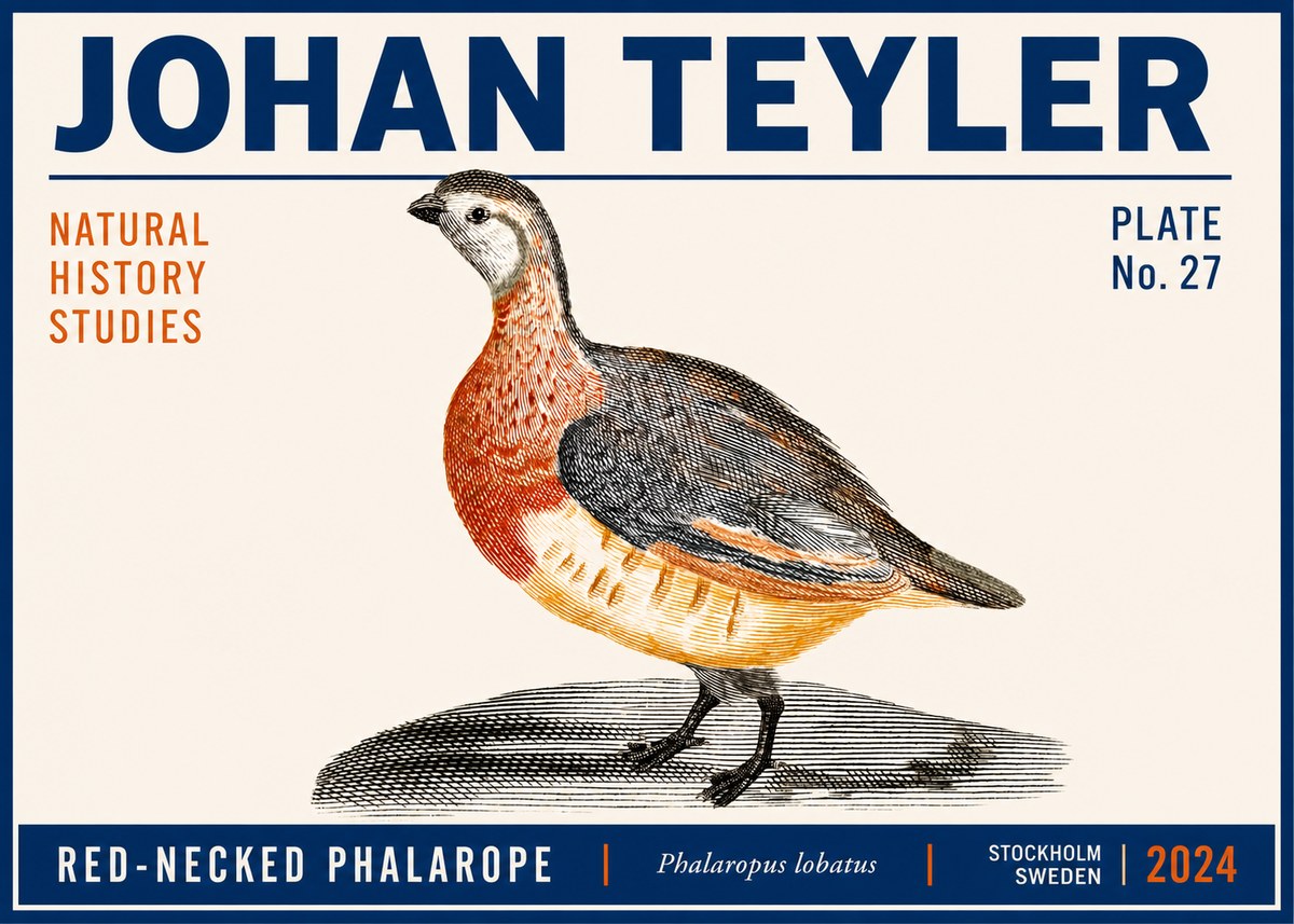 Johan Teyler Red-necked Phalarope No6 - Plakat