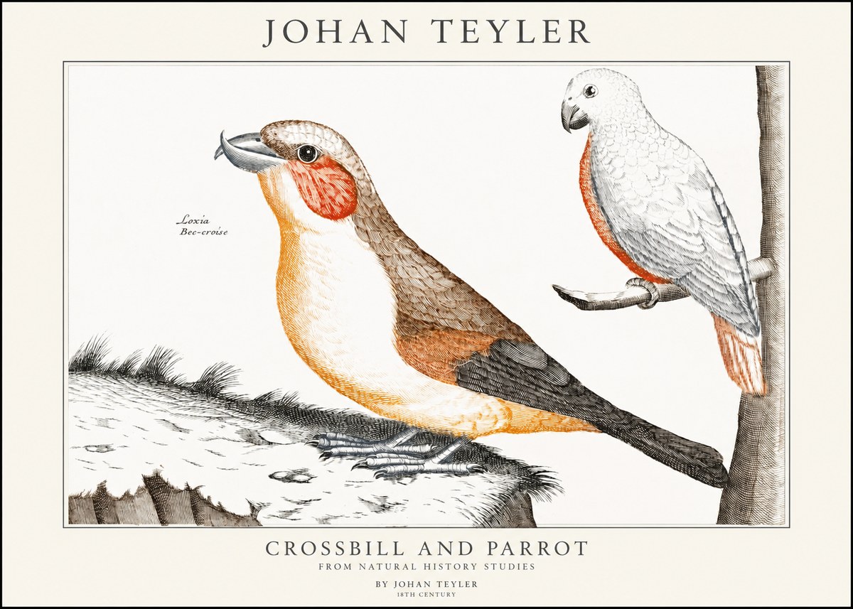 Johan Teyler Crossbill and Parrot No1 - Plakat