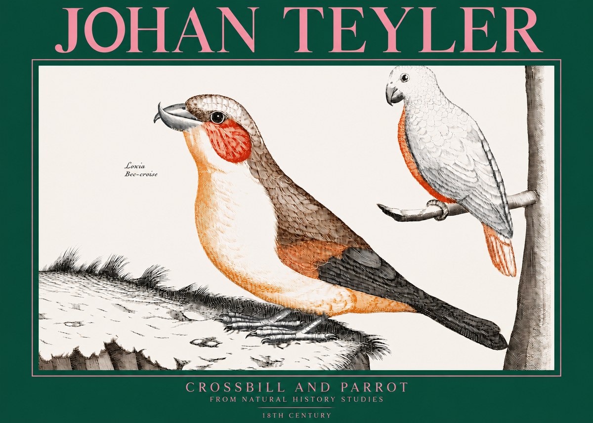 Johan Teyler Crossbill and Parrot No3 - Plakat