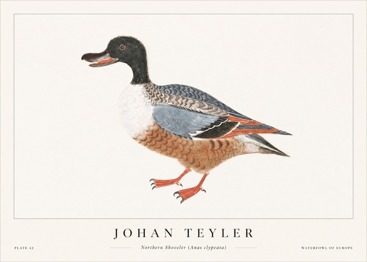 Johan Teyler Northern Shoveler (Anas Clypeata) No1 - Plakat
