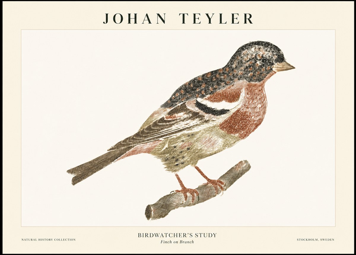 Johan Teyler Finch on Branch No1 - Plakat