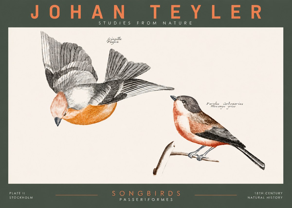 Johan Teyler Songbirds - Plate Ii No2 - Plakat