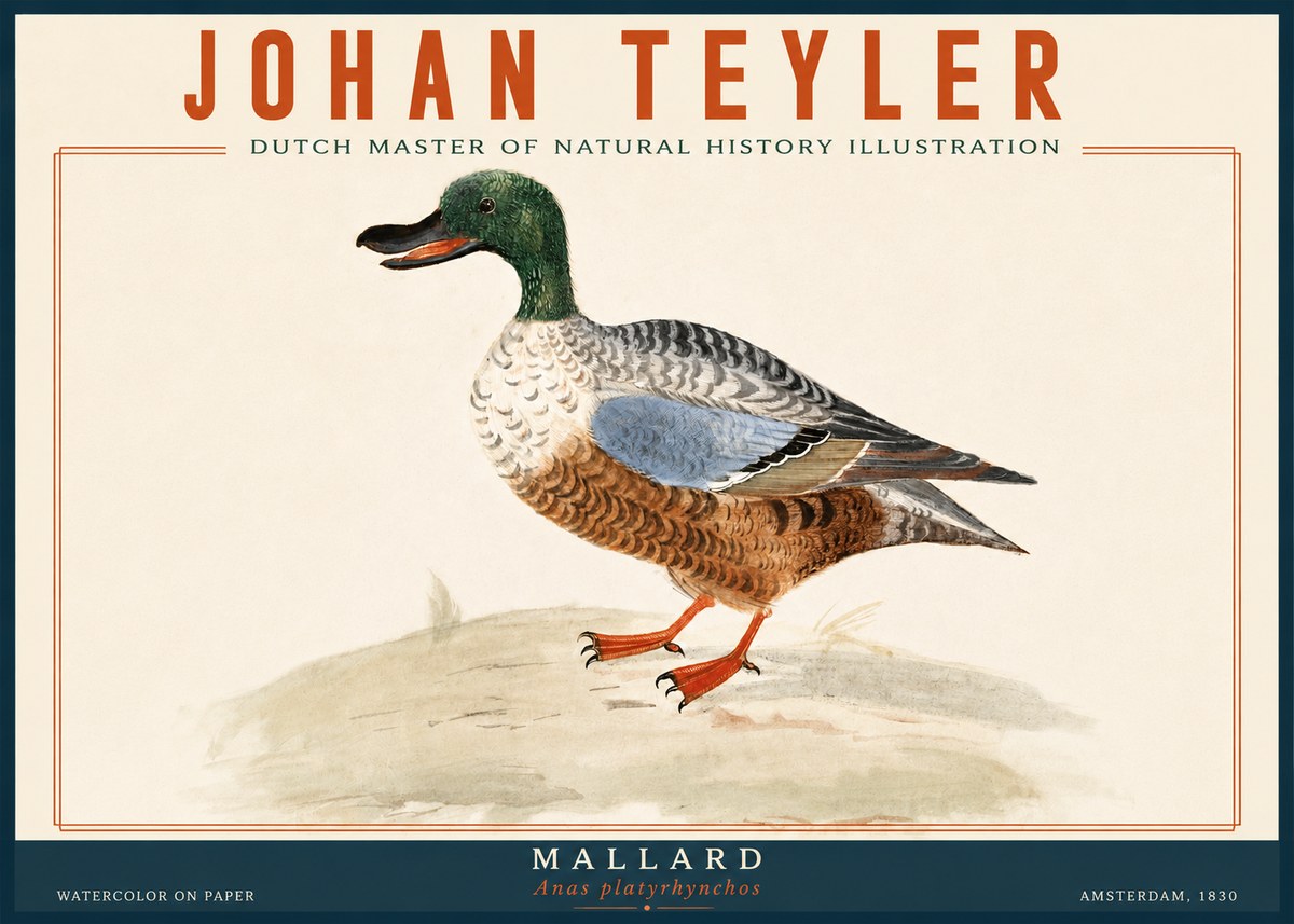 Johan Teyler A Study of a Duck No6 - Plakat