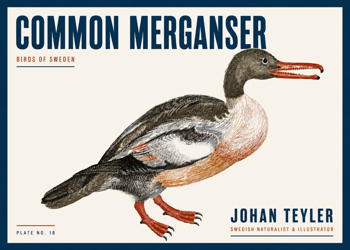 Johan Teyler Common Merganser No6 - Plakat