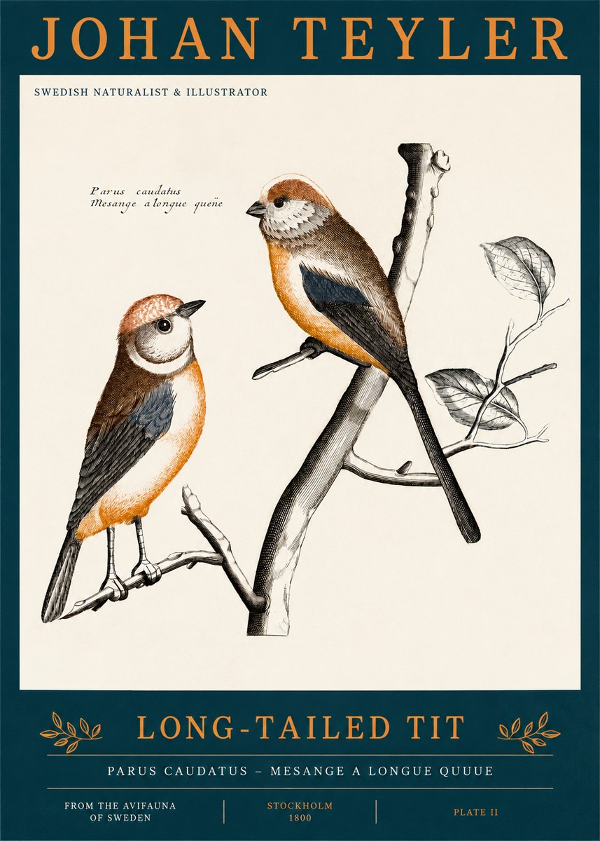 Johan Teyler Long-tailed Tit No2 - Plakat