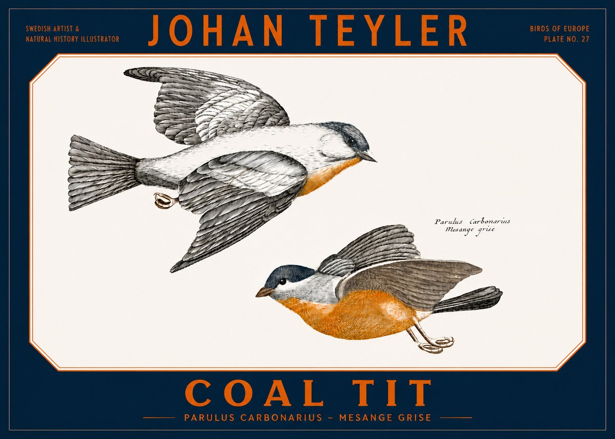 Johan Teyler Coal Tit No2 - Plakat