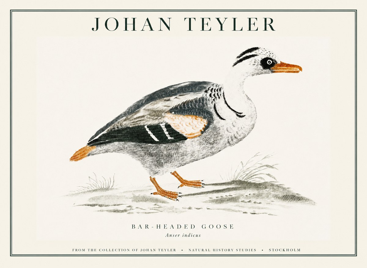 Johan Teyler Bar-headed Goose No1 - Plakat