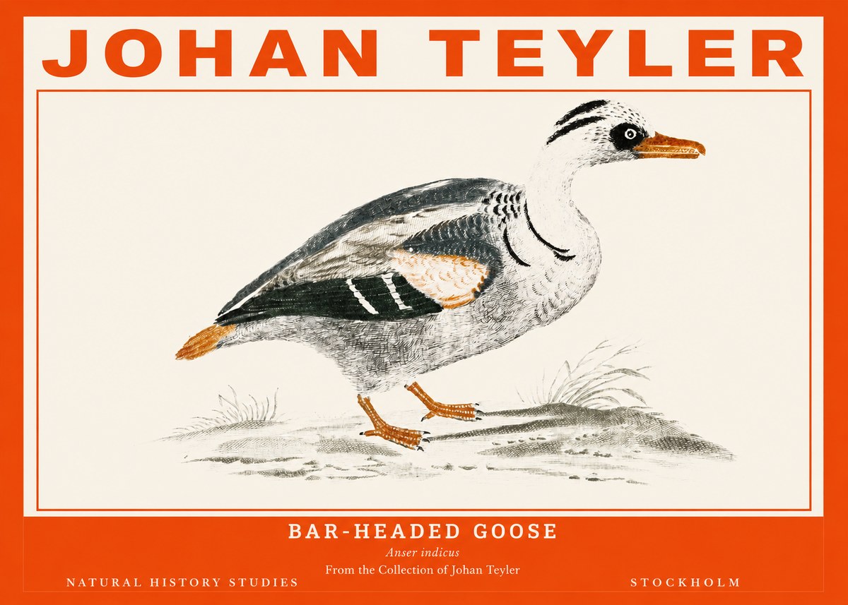 Johan Teyler Bar-headed Goose No2 - Plakat