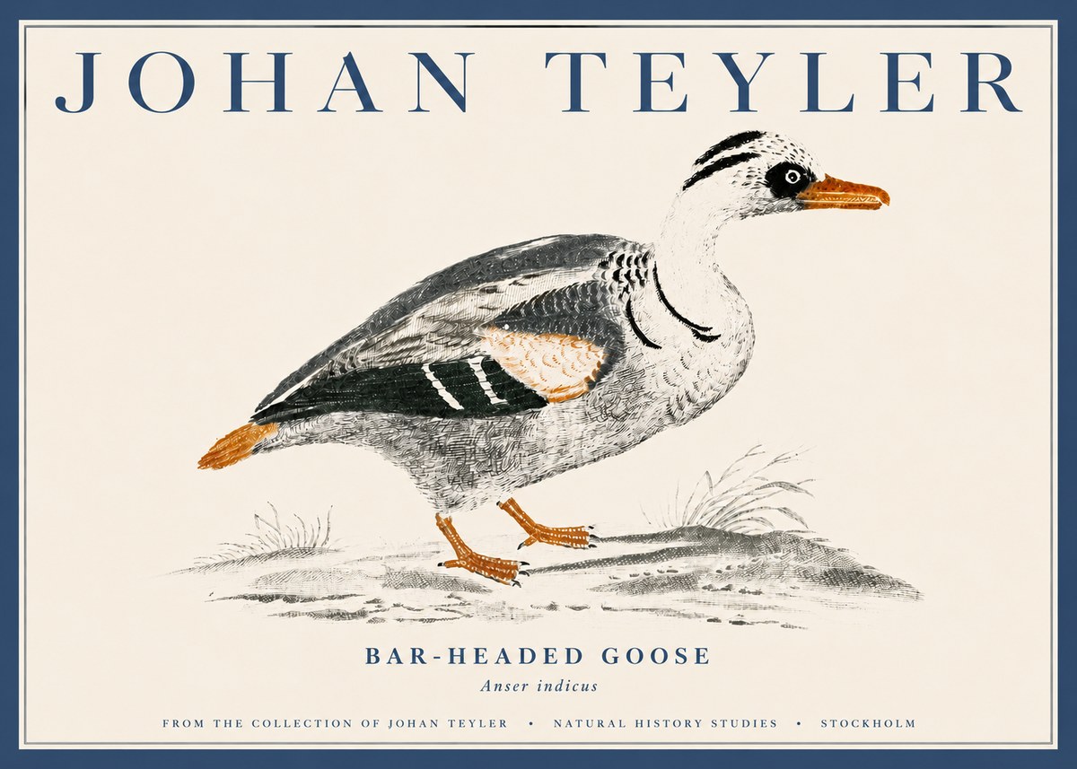 Johan Teyler Bar-headed Goose No4 - Plakat