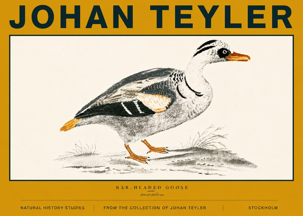 Johan Teyler Bar-headed Goose No6 - Plakat