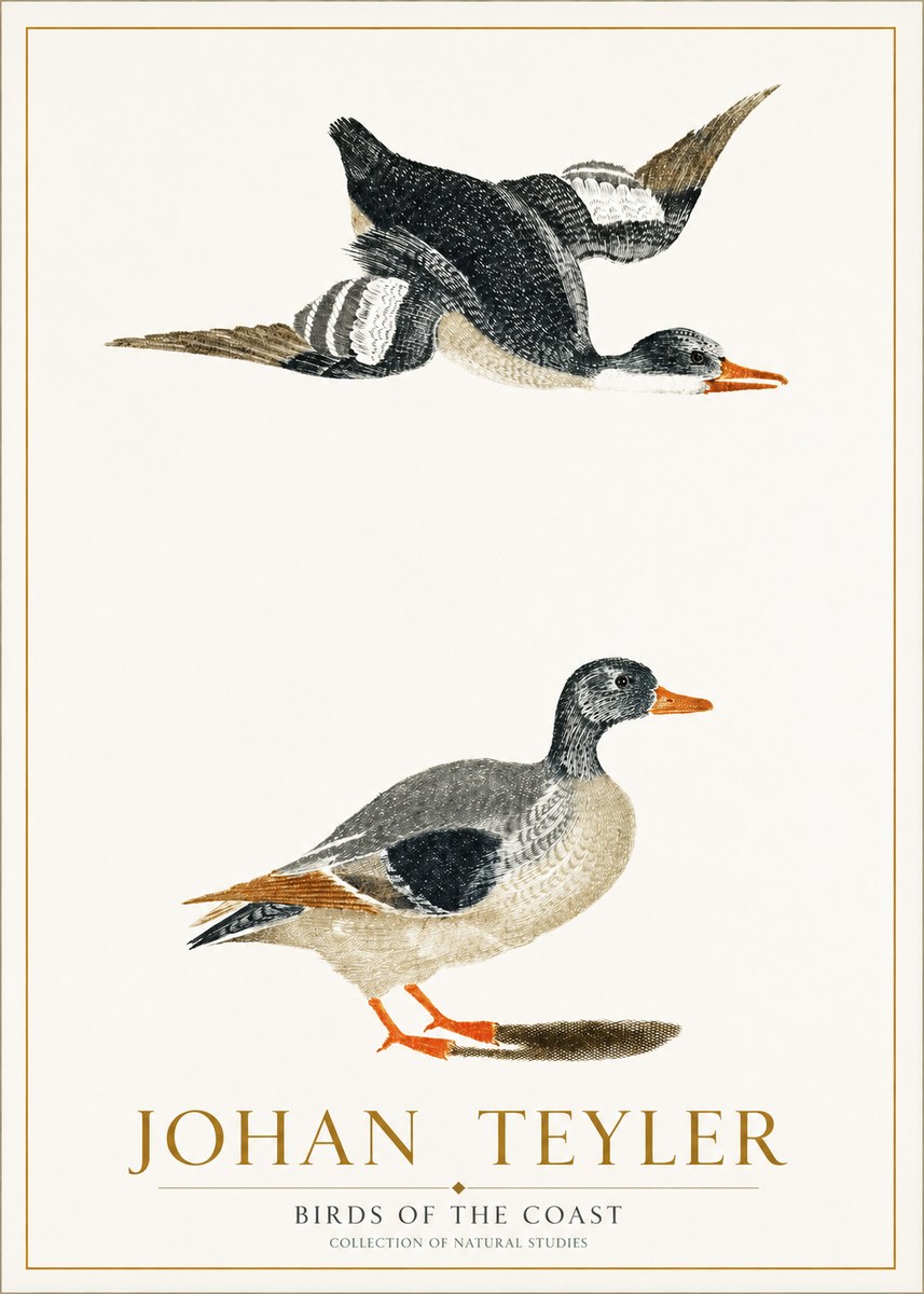 Johan Teyler Birds of the Coast No1 - Plakat
